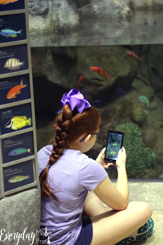 We had the pleasure of checking out Shedd Aquarium in Chicago, when we were visiting for our daughter's Navy boot camp graduation. I've put together this post for all of those that may be Visiting Chicago for PIR Weekend - Shedd Aquarium is a Must See and Do! | EverydayMadeFresh.com