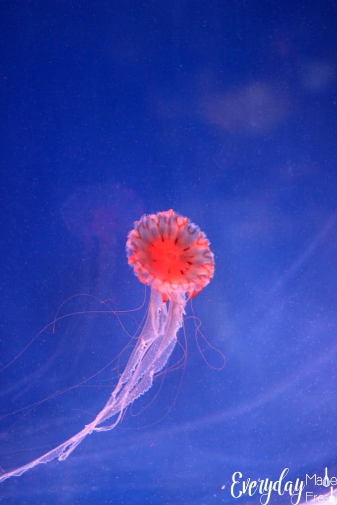 We had the pleasure of checking out Shedd Aquarium in Chicago, when we were visiting for our daughter's Navy boot camp graduation. I've put together this post for all of those that may be Visiting Chicago for PIR Weekend - Shedd Aquarium is a Must See and Do! | EverydayMadeFresh.com